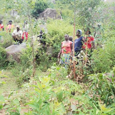 M A R A G O L I F O R E S T (a) (1)