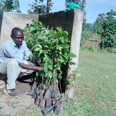 M A R A G O L I F O R E S T (a) (3)