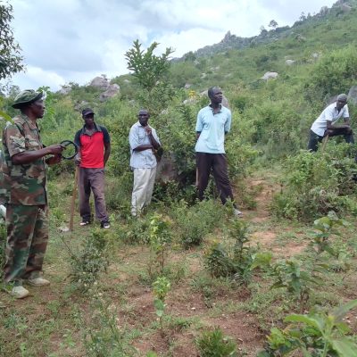 M A R A G O L I F O R E S T (a) (5)