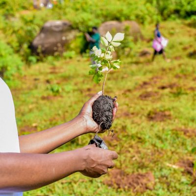 Maragoli Forest (29)