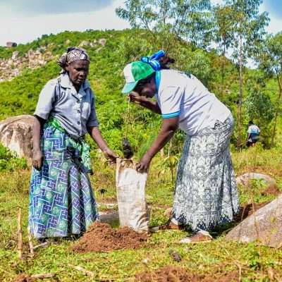 Maragoli Forest (33)