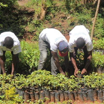 Maragoli forest (b) (3)