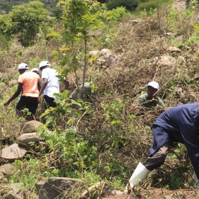 Maragoli forest (b) (8)